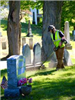 Laurel Hill Cemetery trimming