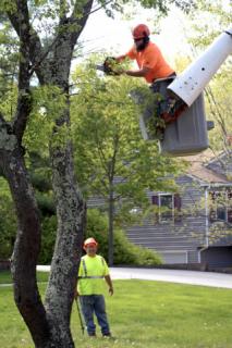 Working in lift attempting to trim a tree